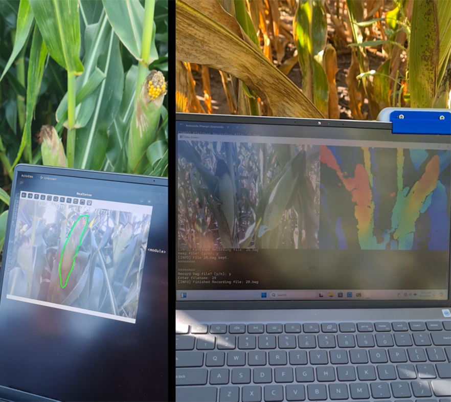 Field setup showing maize ear detection in action